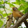 野鳥を探して　ガビチョウ