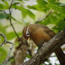 野鳥を探して　ツグミの仲間　？　Ⅱ