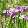 菖蒲