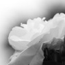 曇る空と白い薔薇