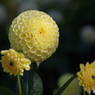 花えくぼ