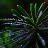 雨上がりの風景　～雫～