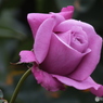 薔薇1