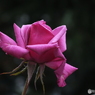 薔薇3