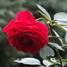薔薇4