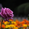 薔薇5