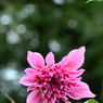 神代植物公園№13-030