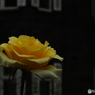 薔薇11