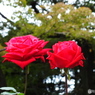薔薇12