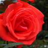 薔薇13