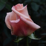 薔薇14