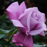 薔薇15