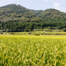 乙女が池周辺の田園風景（湖西・高島市めぐりより）