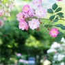 薔薇の園