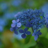 青の時
