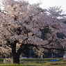 桜 夕日