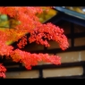屋根と紅葉1