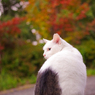 ねこ　その３１４