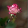 秋に咲く花