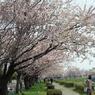 桜日和