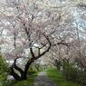 桜の小道