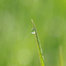 早朝の草
