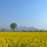 飯山の菜の花