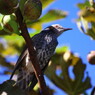 野鳥を探して　ヒヨドリ