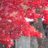 白雪花吹雪