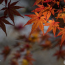 紅葉3