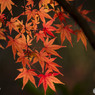 紅葉4
