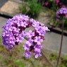 春の花