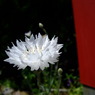 春の花