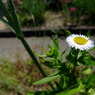 春の花