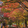 盛岡城跡（岩手）公園　紅葉