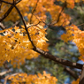 盛岡城跡（岩手）公園　紅葉