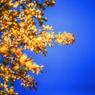 秋の空　～Blue＆Yellow～