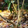 野鳥を探して　ガビチョウ　Ⅱ