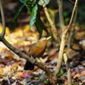 野鳥を探して　ガビチョウ　Ⅲ