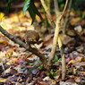 野鳥を探して　ガビチョウ