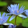 清廉