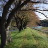 洗沢川の桜並木