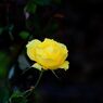 頑張る秋バラ　　DSC_8406
