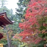紅葉　1