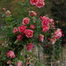 冬支度の花束