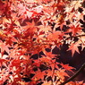 殿ヶ谷戸庭園・もみじ3