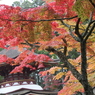 高野山の紅葉