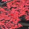 紅葉まっさいちゅう