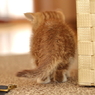 子猫