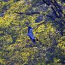 飛翔、光の中へ　　DSC_8260